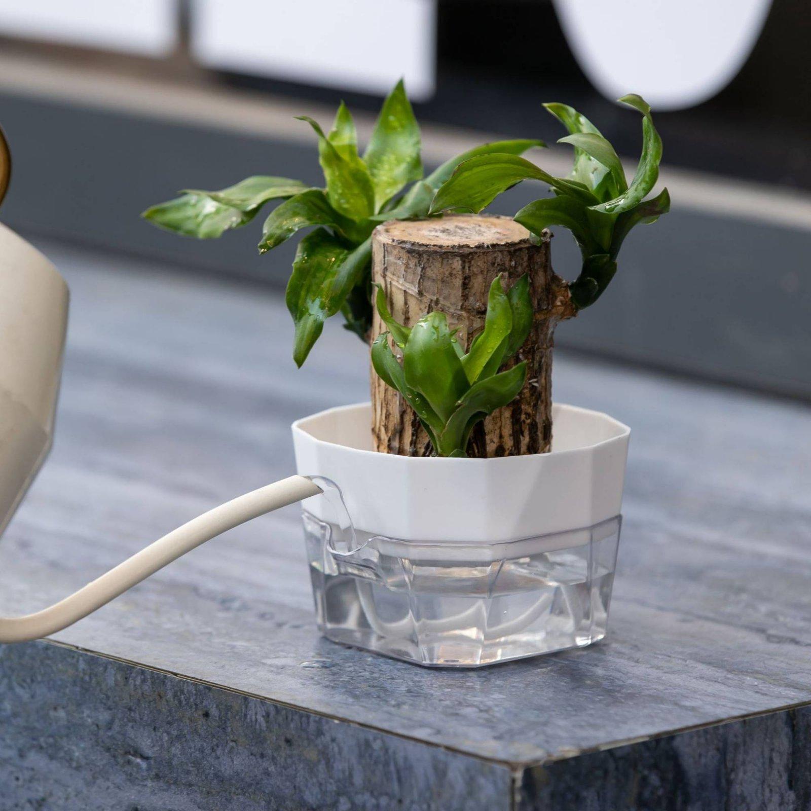 Hydroponic Vase Two Layer Self - Vase Decor 评论和价格
